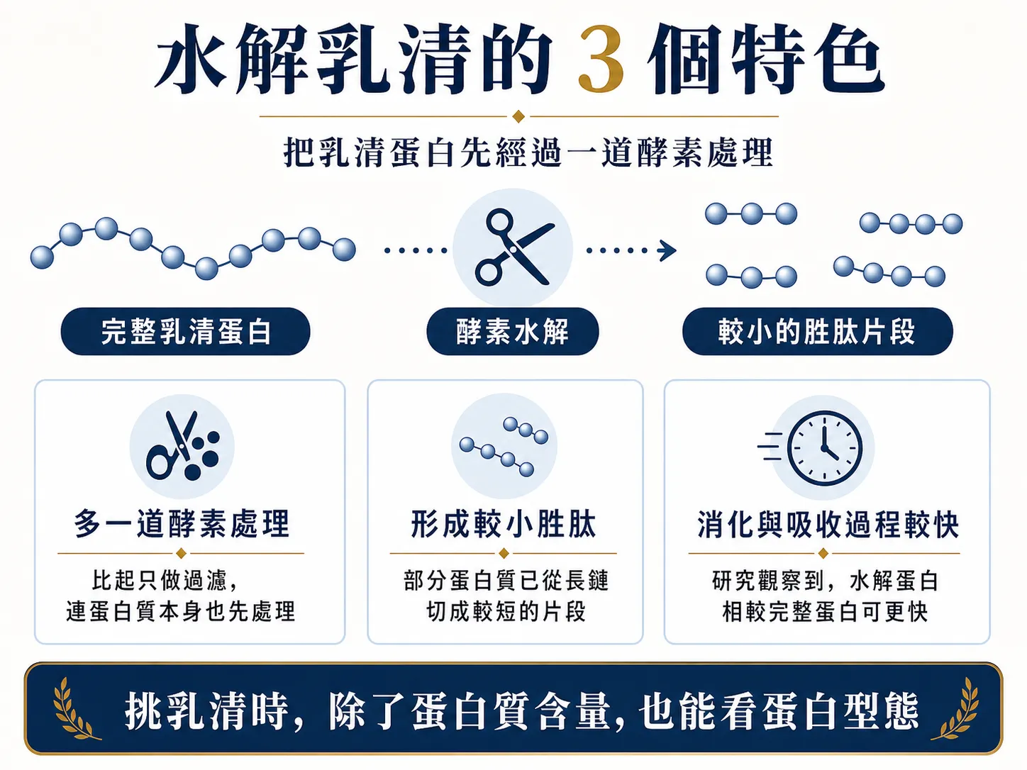 水解乳清三個特色圖,呈現乳清蛋白經酵素水解後形成較小胜肽片段的製程特色